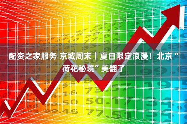 配资之家服务 京城周末丨夏日限定浪漫！北京“荷花秘境”美翻了